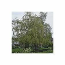 Attēlu rezultāti vaicājumam “Salix x sepulcralis”