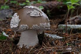 Attēlu rezultāti vaicājumam “Amanita excelsa”