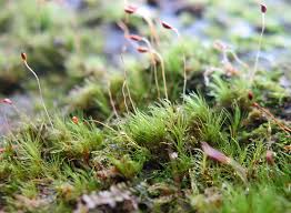 Attēlu rezultāti vaicājumam “Seligeria donniana sporophyte”