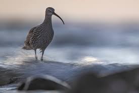 Attēlu rezultāti vaicājumam “Numenius arquata adult”