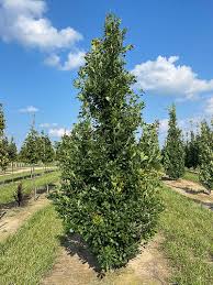Attēlu rezultāti vaicājumam “Quercus robur”