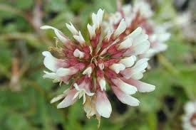 Attēlu rezultāti vaicājumam “Trifolium repens flower”