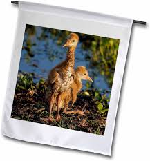 Attēlu rezultāti vaicājumam “Grus grus nest”