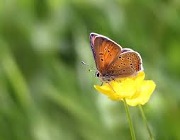 Attēlu rezultāti vaicājumam “Lycaena hippothoe male”