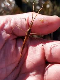 Attēlu rezultāti vaicājumam “Ranatra linearis”