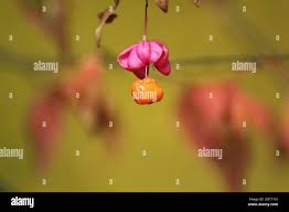 Attēlu rezultāti vaicājumam “Euonymus verrucosus fruit”