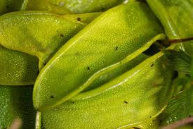 Attēlu rezultāti vaicājumam “Pinguicula vulgaris leaf”