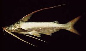 Image result for Bagre marinus