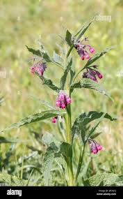 Image result for Symphytum officinale