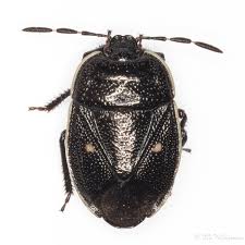 Attēlu rezultāti vaicājumam “Adomerus biguttatus”