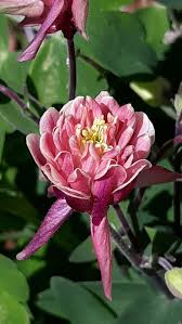 Attēlu rezultāti vaicājumam “Armeria vulgaris leaf”