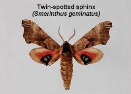 Attēlu rezultāti vaicājumam “Sphingidae”