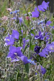 Attēlu rezultāti vaicājumam “Campanula persicifolia leaf”