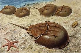 Image result for Limulus polyphemus