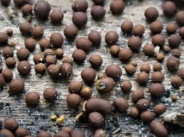 Attēlu rezultāti vaicājumam “Perichaena corticalis macro”