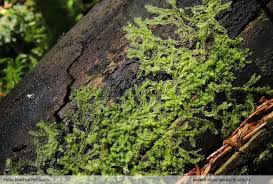 Attēlu rezultāti vaicājumam “Lophocolea coadunata”