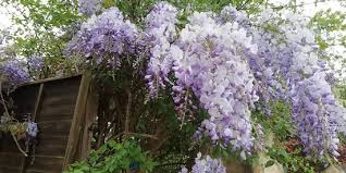 Image result for Ashcombe Bowls Club