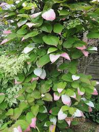 Attēlu rezultāti vaicājumam “Actinidia kolomikta fruit”