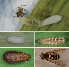 Attēlu rezultāti vaicājumam “Syrphus sp. larva”