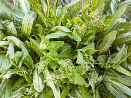 Attēlu rezultāti vaicājumam “Rumex acetosa fruit”