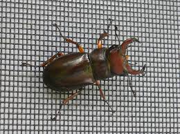 Attēlu rezultāti vaicājumam “Lucanidae”