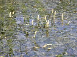 Attēlu rezultāti vaicājumam “Potamogeton perfoliatus flower”