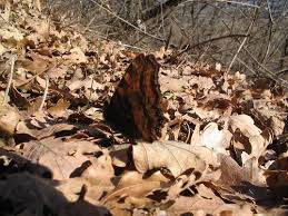 Attēlu rezultāti vaicājumam “Nymphalis polychloros upperside”