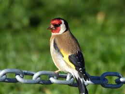 Attēlu rezultāti vaicājumam “Carduelis carduelis”