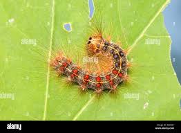 Attēlu rezultāti vaicājumam “Lymantria dispar larva”