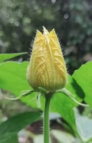 Attēlu rezultāti vaicājumam “Riccardia chamaedryfolia”