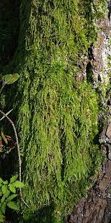 Attēlu rezultāti vaicājumam “Hypnum cupressiforme sporophyte”