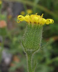 Attēlu rezultāti vaicājumam “Senecio viscosus leaf”