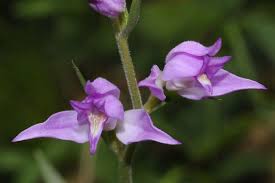 Attēlu rezultāti vaicājumam “Cephalanthera rubra leaf”