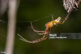 Attēlu rezultāti vaicājumam “Linyphiidae”