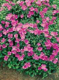 Attēlu rezultāti vaicājumam “Aubrieta deltoidea”