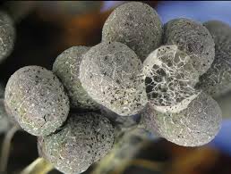 Attēlu rezultāti vaicājumam “myxomicetes”