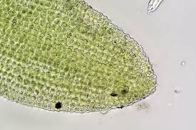 Attēlu rezultāti vaicājumam “Gyroweisia tenuis”