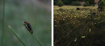 Image result for Fareham Fireflys Yc