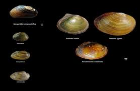 Attēlu rezultāti vaicājumam “Unio crassus”