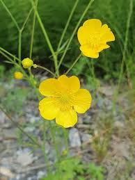 Attēlu rezultāti vaicājumam “Ranunculus acris flower”