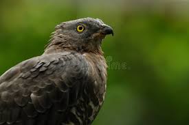 Attēlu rezultāti vaicājumam “Pernis apivorus”