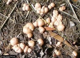 Attēlu rezultāti vaicājumam “Lycogala flavofuscum”