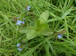 Attēlu rezultāti vaicājumam “Veronica beccabunga bud”