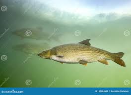 Image result for Barbus barbus