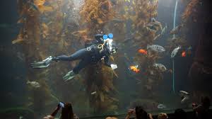 Image result for Reading University Sub Aqua Club