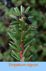 Attēlu rezultāti vaicājumam “Empetraceae”