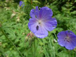 Image result for Geranium pratense