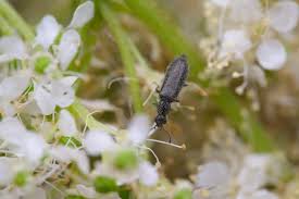 Attēlu rezultāti vaicājumam “Dasytes sp.”