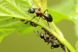 Attēlu rezultāti vaicājumam “Formicidae”