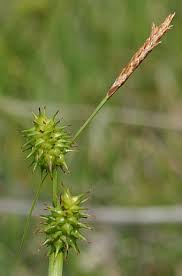 Attēlu rezultāti vaicājumam “Carex lepidocarpa”